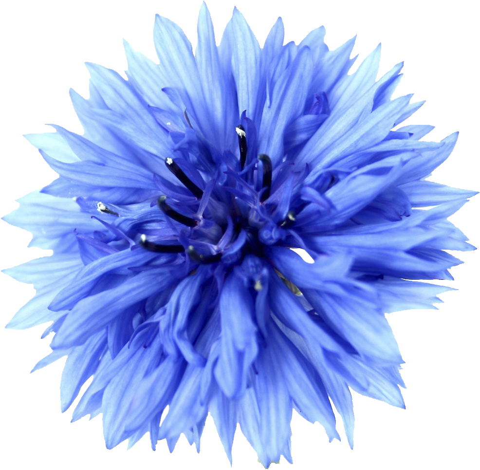 Cornflower